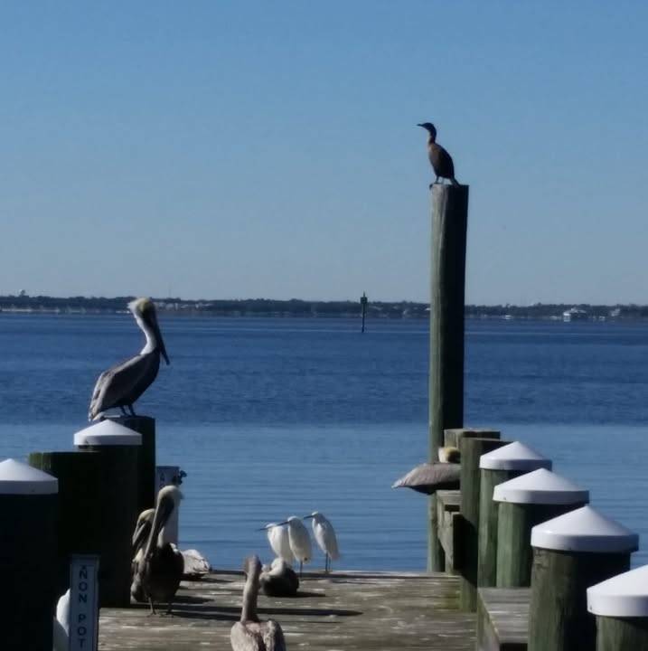 Wooden dock with green pilings over calm blue water, with pelicans, a cormorant and white egrets perched on the pilings and planks